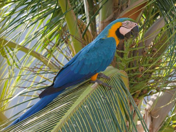 Blauw-gele ara (Ara ararauna)
